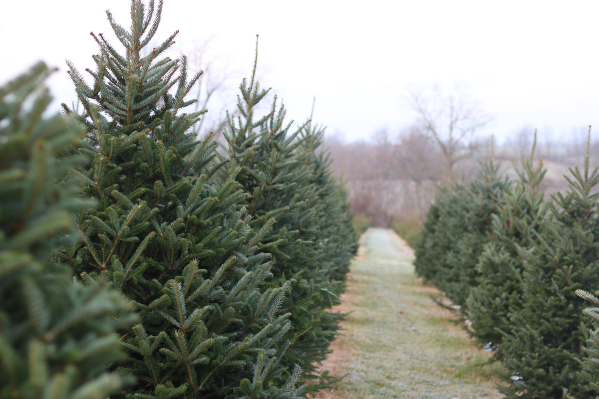 Where to Cut Your Own Christmas Tree Near Lexington, Kentucky