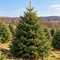 Field-Cut Norway Spruce Tree