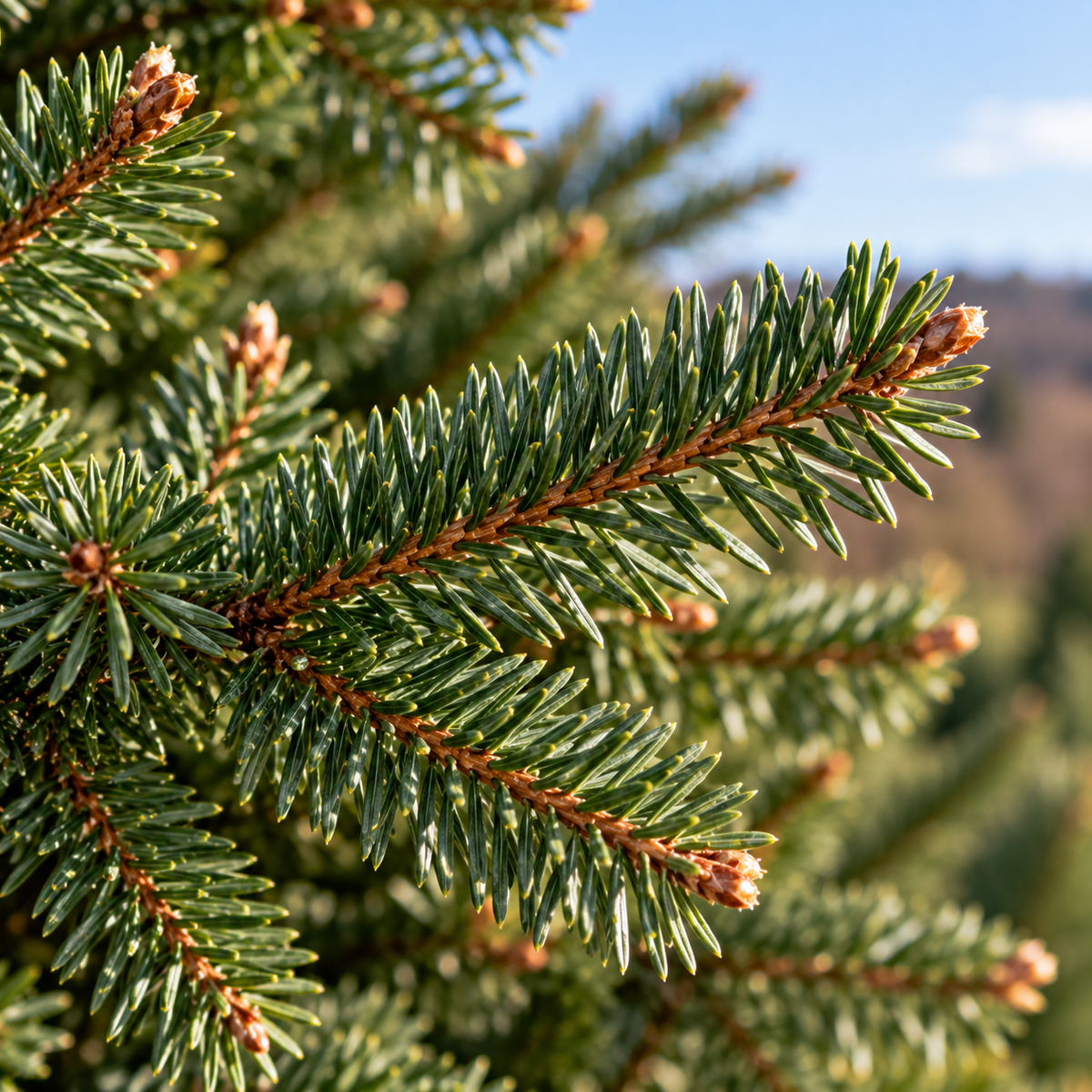 Field-Cut Norway Spruce Tree