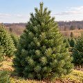 Field-Cut Scotch Pine Tree