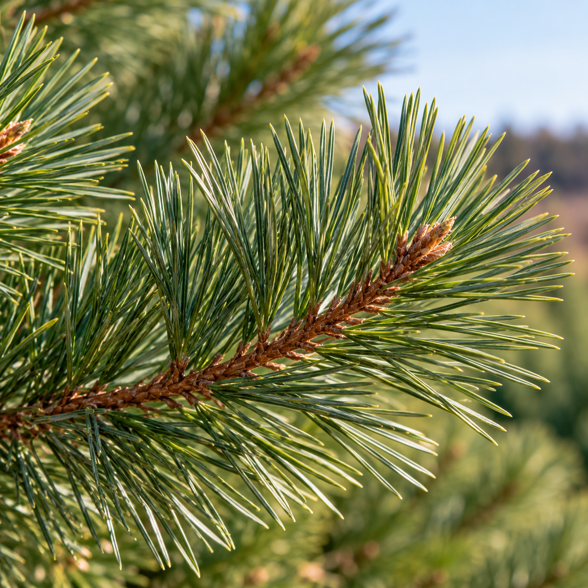 Field-Cut Scotch Pine Tree